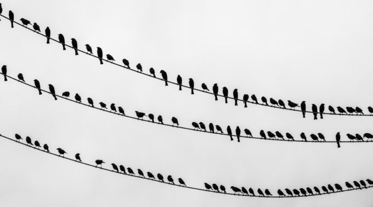 Birds on wire